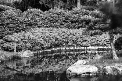 Azaleen am Teich mit Spiegelung